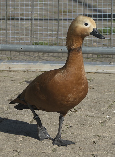 削弱